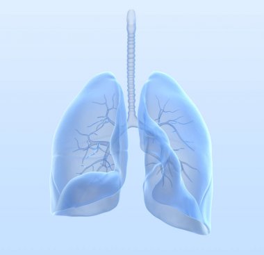 Healthy human lungs with bronchia and trachea, medically 3D illu clipart