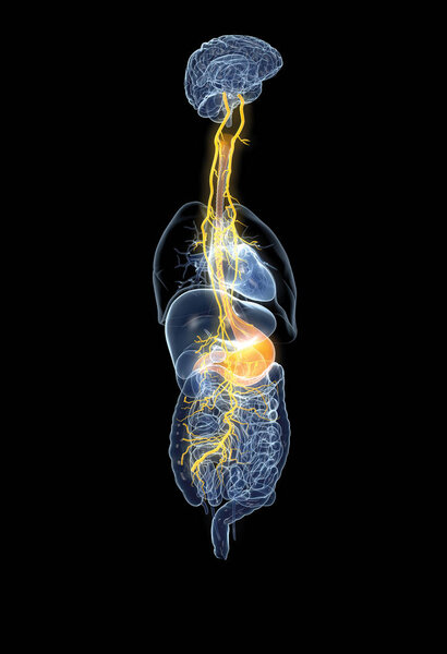 Бродячий нерв с болезненным желудком, 3D медицинская иллюстрация
