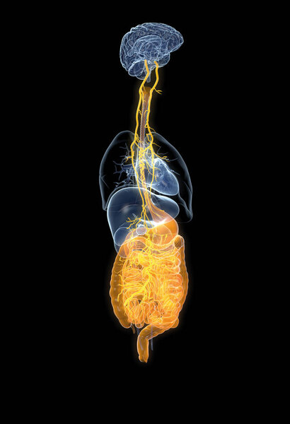 Бродячий нерв с болезненным желудком и пищеварительной системой, 3D медицина
