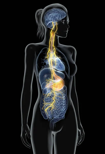 Vagus Nerve Painful Stomach Digestive System Medically Illustration — Stock Photo, Image