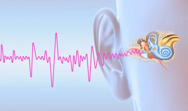 Anatomie de l'oreille humaine avec onde sonore magenta, illustration médicalement 3D — Photo