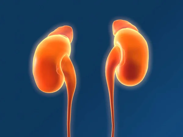 Human kidney with adrenal glands and ureter, medically illustrat