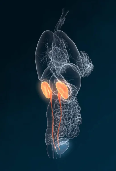 Rein et uretère d'une femme, illustration médicale — Photo