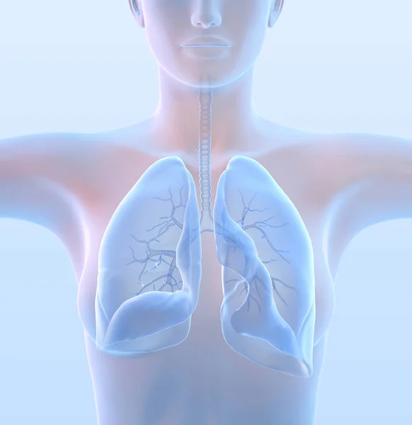 Donna con polmoni sani, illustrazione medicalmente 3D su azzurro — Foto Stock
