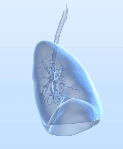 気管支を持つヒト肺 医学的3Dイラスト — ストック写真