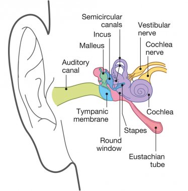 Human ear anatomy with captions, medically accurate 3D illustrat clipart