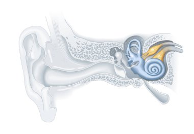 Inner ear anatomy, medical illustration clipart