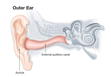 Dış kulak anatomisi, başlık ile tıbbi illüstrasyon