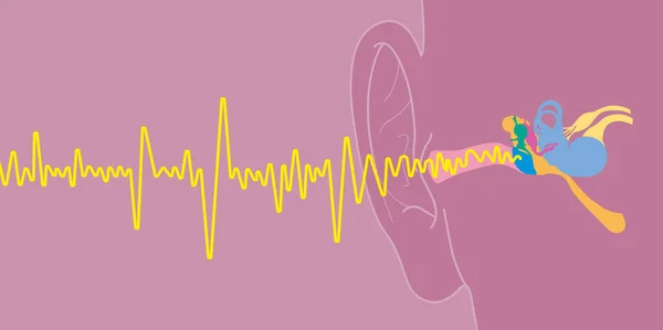 人間の耳の解剖学、医学的に正確な3Dイラスト — ストック写真