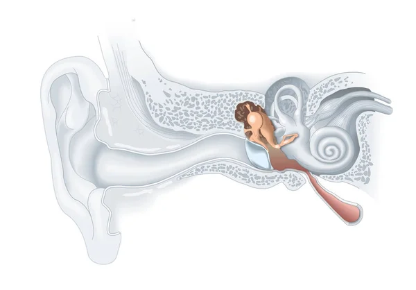 Anatomia dell'orecchio medio, illustrazione medica — Foto Stock