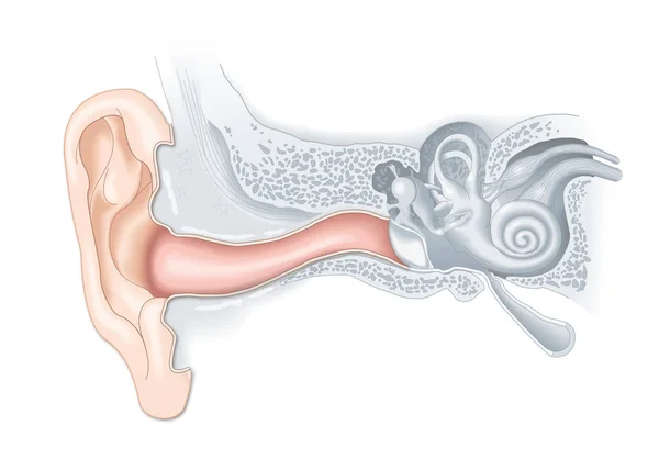 Anatomía externa, ilustración médica —  Fotos de Stock