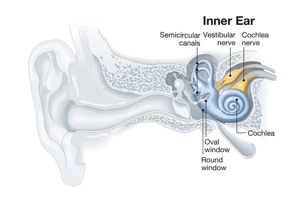 Anatomie interne, illustration médicale avec légende — Photo