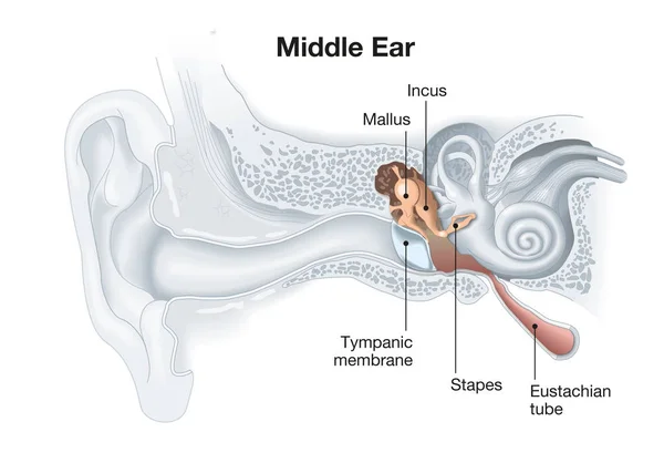 Střední ucho s titulkem, lékařská ilustrace — Stock fotografie