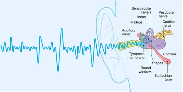 Human ear anatomy with captions, medically accurate 3D illustrat — Stock Photo, Image