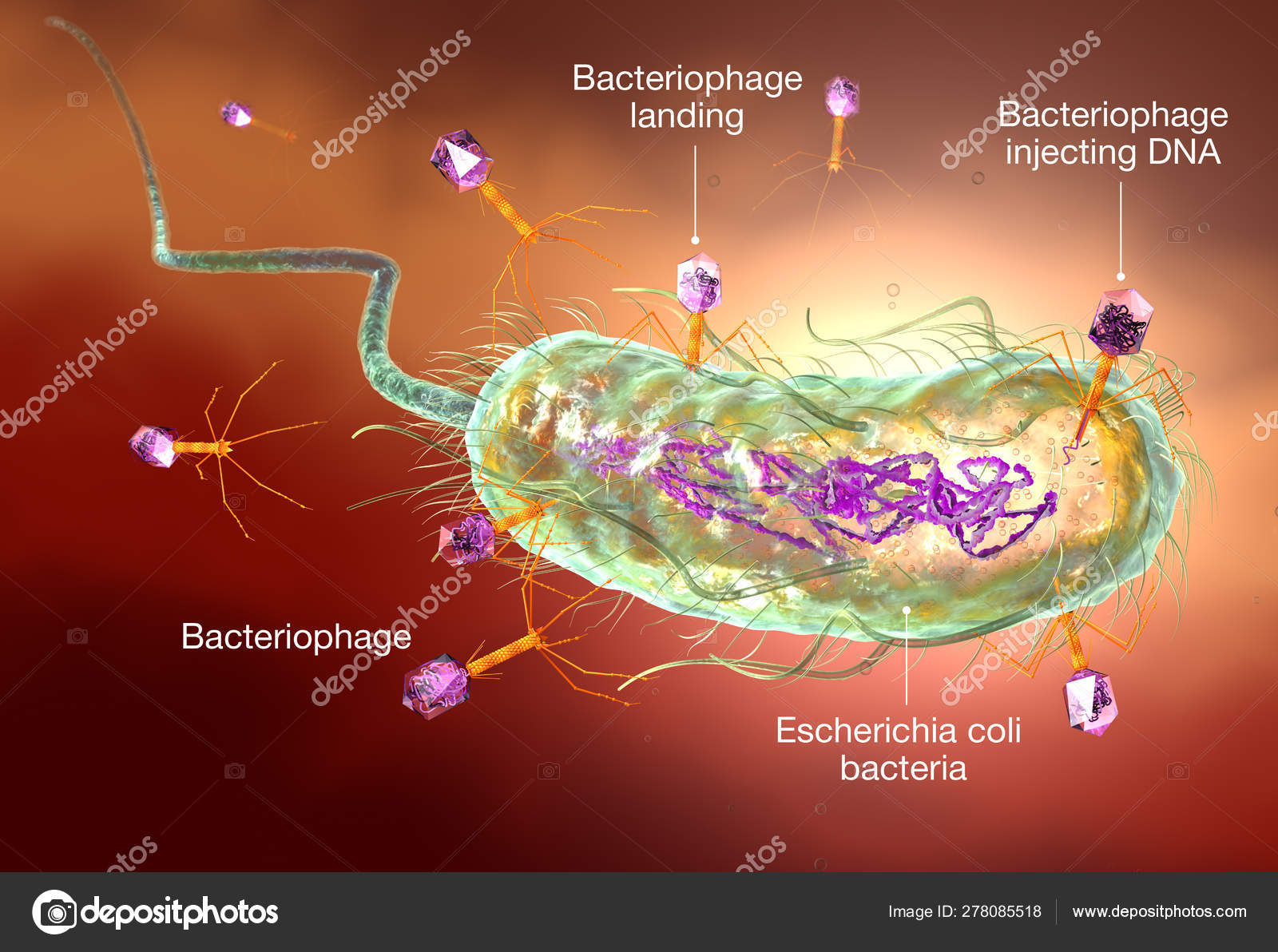 Bacteriophage Attacking E Coli Bacteria Medically Accurate 3d Stock Photo Image By C Axel Kock