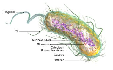 Escherichia coli bakterisi (E. coli). Tıbbi olarak doğru 3d illus