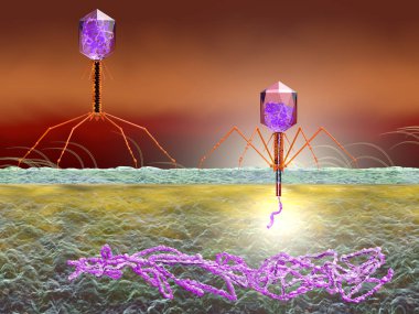 Bakteriyofaj E. coli bakterisi saldıran ve Dna enjekte. Medi