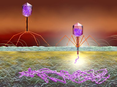 Bacteriophage attacking E. coli bacteria and injecting DNA. Medi
