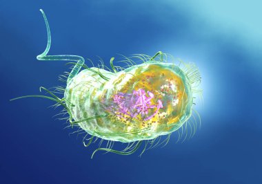  Escherichia coli bakterisi (E. coli). Bilimsel olarak doğru 3d illüstrasyon