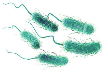 Escherichia coli bakterisi (E. coli). Bilimsel olarak doğru 3d 