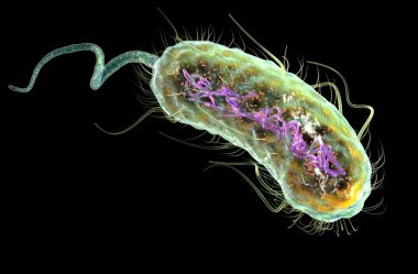 Escherichia coli bakterisi (E. coli). Tıbbi olarak doğru 3d illus