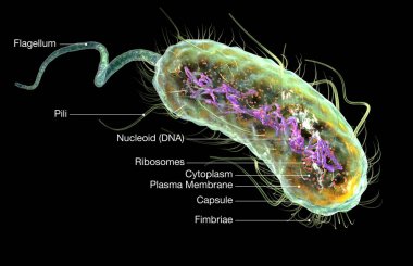 Escherichia coli bakterisi (E. coli). Tıbbi olarak doğru 3d illus