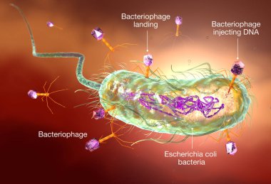 E. coli bakterisi saldıran bakteriyofaj. Tıbbi olarak doğru 3d 