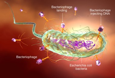 Bacteriophage attacking E. coli bacteria. Medically accurate 3D  clipart