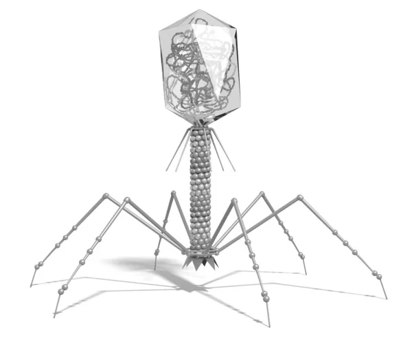 Бактериофаг с ДНК. Научная точность 3D иллюстрации — стоковое фото