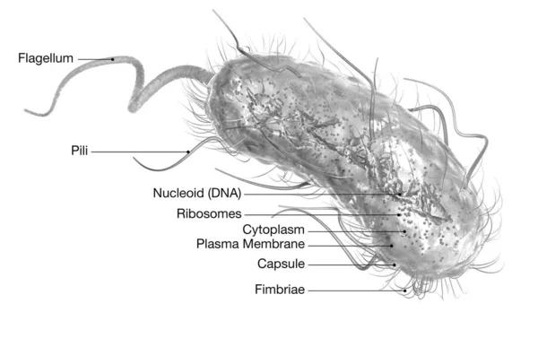 Batteri Escherichia coli (E. coli). Illus 3D clinicamente accurato — Foto Stock