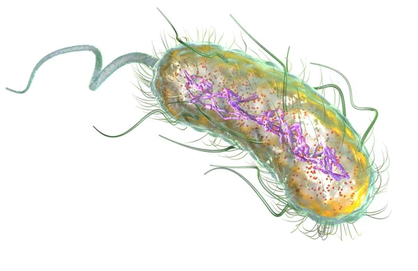 Escherichia coli bakterie (E. coli). Mediálně přesný 3D Illus — Stock fotografie