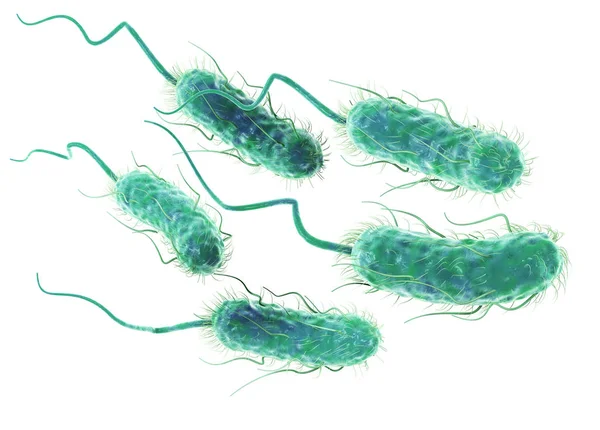 Escherichia coli bacteria (E. coli). 3D científicamente preciso — Foto de Stock