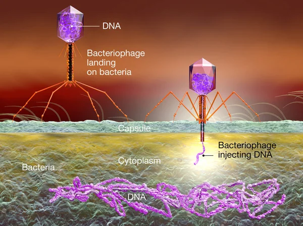 Бактеріофаге атакуючий E. coli бактерії і ін'єкційні ДНК. Medi — стокове фото