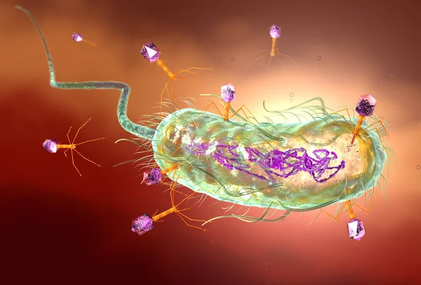 Bacteriófago atacando la bacteria E. coli e inyectando ADN. Medi. —  Fotos de Stock