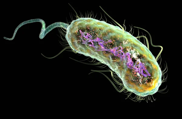 Escherichia coli bacteria (E. coli). illus 3D médicamente preciso — Foto de Stock