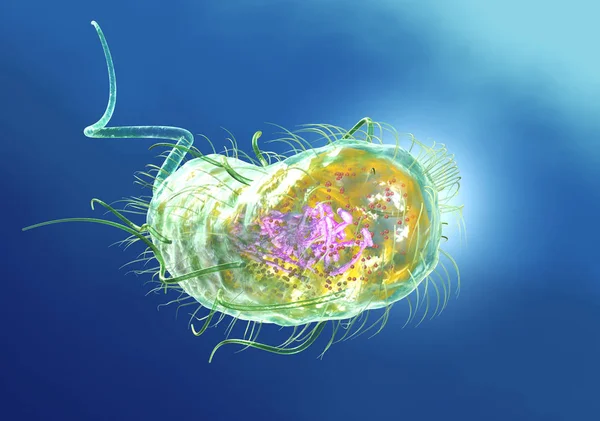 Βακτηρίδια (ε. coli). Ιατρικά ακριβής 3D επεξηγηματικά στους — Φωτογραφία Αρχείου