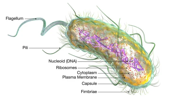 Escherichia coli bakterisi (E. coli). Tıbbi olarak doğru 3d illus