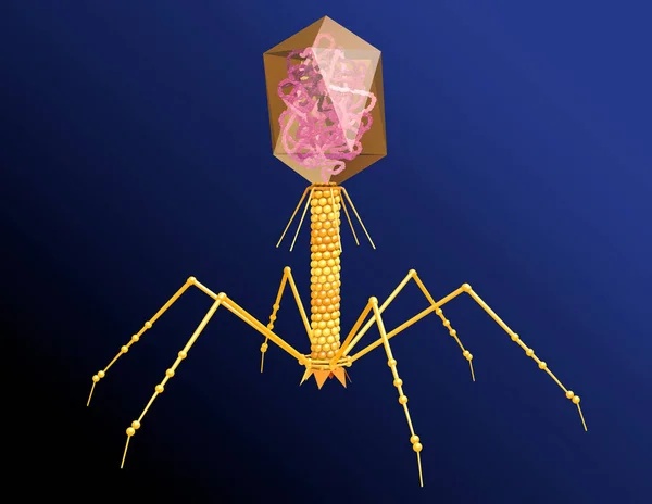 Бактеріофаге з ДНК. Науково точної 3D-ілюстрації — стокове фото