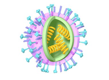 Gribi. Rna ile influenza virüsü, yüzey proteinleri hemagglutinin bir