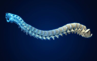 Intervertebral diskler ile insan omurga, tıbbi 3d illüstrasyon
