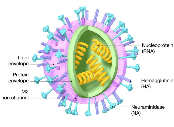 독감. Rna를 가진 인플루엔자 바이러스, 표면 단백질 헤마글루티닌 — 스톡 사진