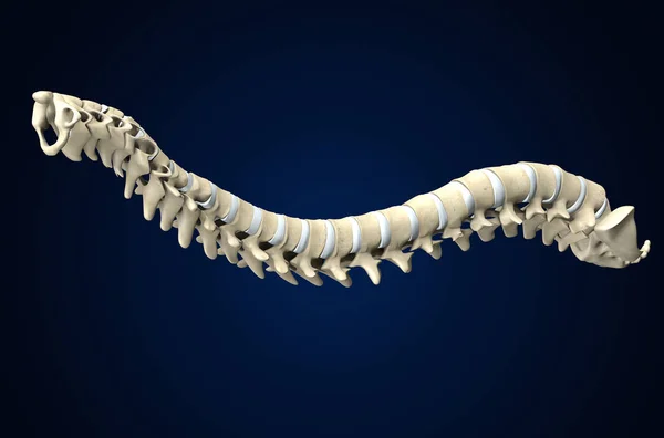 Espina dorsal con discos intervertebrales, ilustración médicamente 3D — Foto de Stock