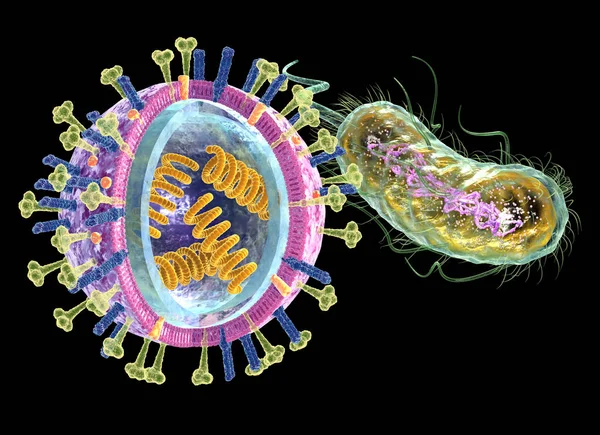 Infektionssjukdom: virus (vänster) och bakterier (höger), medicinskt — Stockfoto