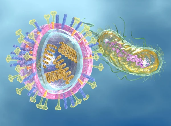 Enfermedad infecciosa: Virus (izquierda) y bacterias (derecha), médicamente —  Fotos de Stock