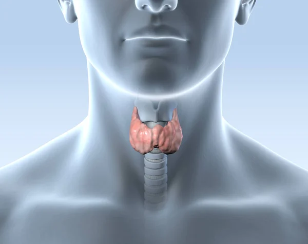 Glande thyroïde d'un homme, illustration médicalement 3D — Photo