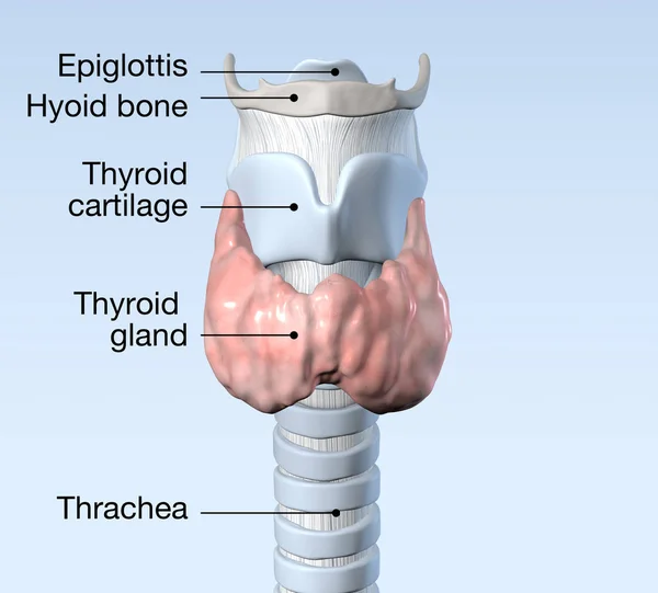 Glande thyroïde, illustration 3D médicalement précise, étiquetée — Photo