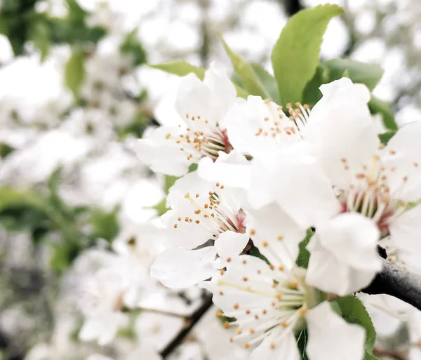 Closeup of white flowers on a plum branch with a bright background and green leaves in soft focus