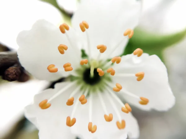 Close-up of an open white plum flower with contrasting orange stamens in focus