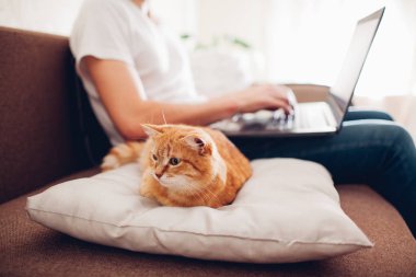 kedi bir dizüstü bilgisayar ile efendisinin yanında evde bir yastık üzerinde yatıyor