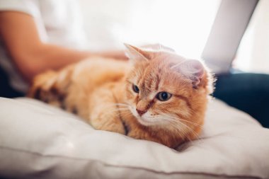 kedi bir dizüstü bilgisayar ile efendisinin yanında evde bir yastık üzerinde yatıyor